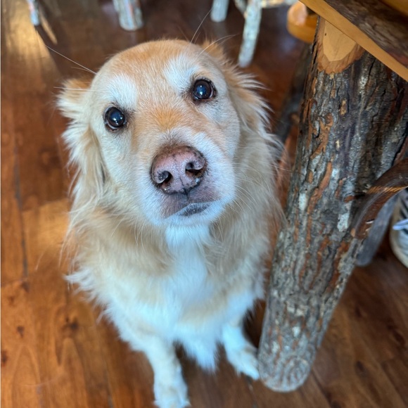 Meet your Posher, River! - Picture 10 of 16